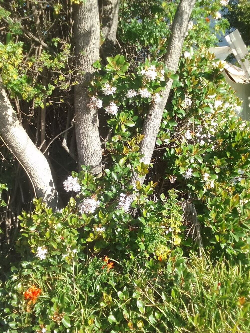 Spring Orchid - your best offer?